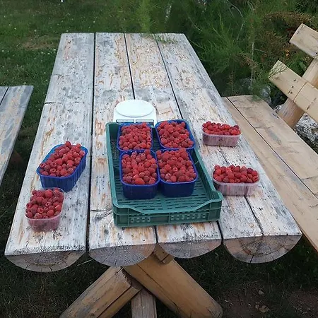 Holiday Kraljica Nyaraló